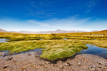 Summer Wide mountain Bolivian landscape with alpaca