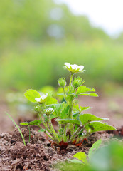 strawberry with blossom in the garden