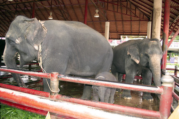 elephant family in captivity © IURII KLIMOV