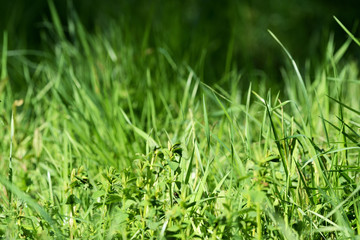 Fresh green grass on sunlit lawn close up. Natural background