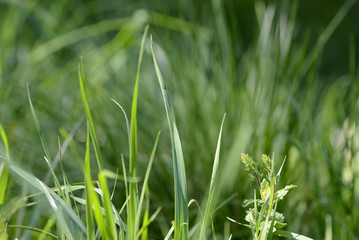 Fresh green grass on sunlit lawn close up. Natural background