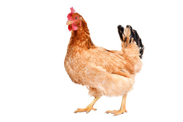 Hen standing isolated on white background