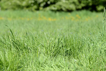 Fresh green grass on sunlit lawn close up. Natural background