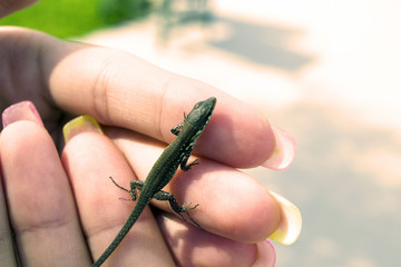 a small lizard on a woman's hand close-up