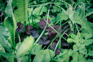 Macro photo of nature plant green, blue and black color clover. Background texture clover for good luck growing in the meadow