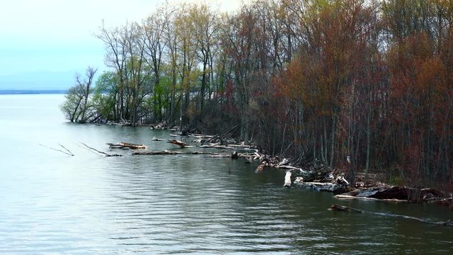 Tree trunks floating in the water at the shore. Big tree logs, branches and debris in the lake next to the shore. Wide shot.