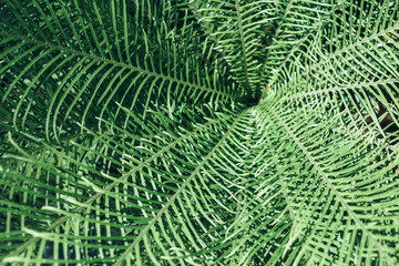 Green leaves background. Natural tropical background nature forest jungle foliage