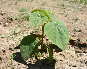 Paulownia elongata young trees 