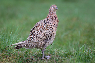 a close up portrait of a female hen pheasant, phasianus colchicus, standing proud on a grass field, staring right