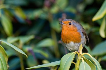 Robin in the Bushes