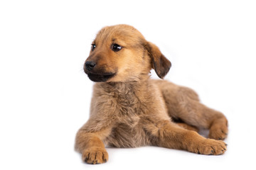 Closeup of cute light brown puppy lying isolated on white background