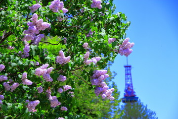 ライラックと札幌テレビ塔の風景