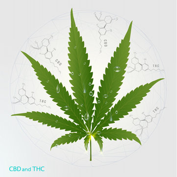 Vector Marijuana Green icon and green Leaf isolated on white background.