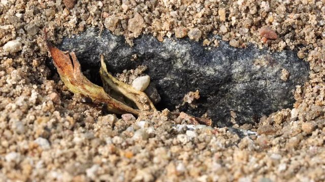 many ants run around carrying grains of sand from their burrows