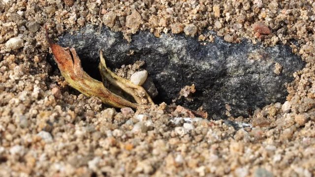 many ants carry grains of sand from their dens