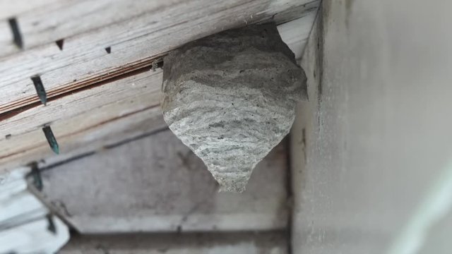 a black-yellow wasp flies to its nest building under a wooden roof overhang