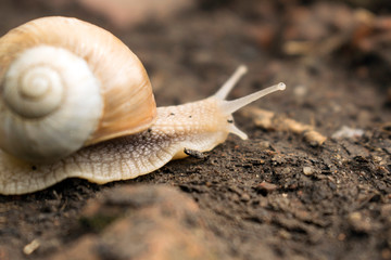 Snail 