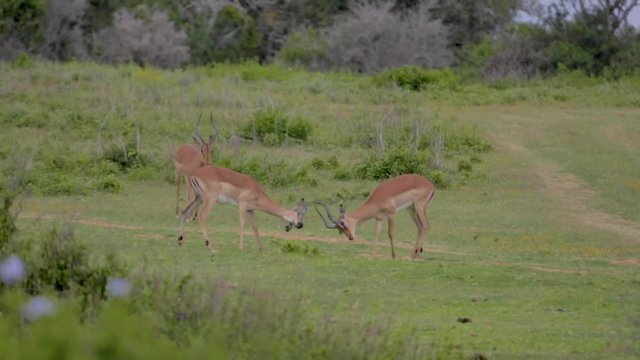2 male impala antelope fighting in a game park in South Africa on a summer day.