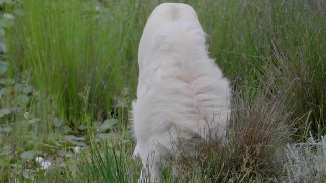 Stunning rare albino white lion in South Africa walking through thick grass.