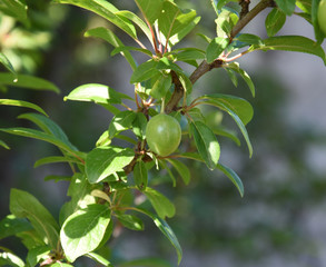 Plum tree with unripe fruits