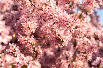 Sakura flowers with pink petals in spring. Cherry tree blossoming on sunny day on floral background. Nature, beauty, environment. Sakura blooming season concept. Blossom, bloom, flowering.