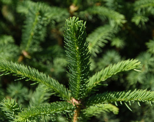 Pine tree branches close up