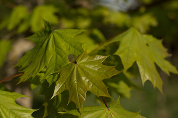 Young delicate leaves of maple in the spring season