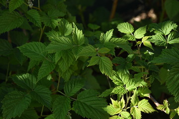 Raspberry bush in spring organic