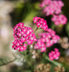 Obraz premium pink flowers in the garden