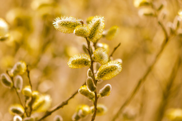 Fototapeta premium Yellow flowers on the branches of willow