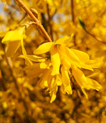 Yellow flowers on a tree in spring