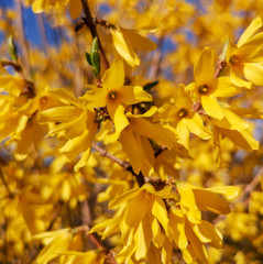 Yellow flowers on a tree in spring
