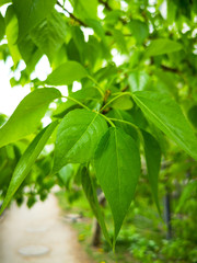 Green leaves on a tree in spring