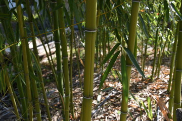 Obraz premium Bamboo tree in the yard in spring