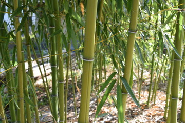 Fototapeta premium Bamboo tree in the yard in spring