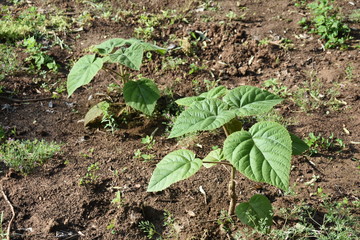 Paulownia elongata young trees saddles