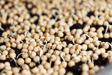 Microgreen background in natural light
