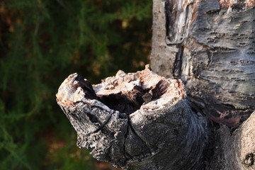 Fototapeta na wymiar Old aged tree with natural cracks
