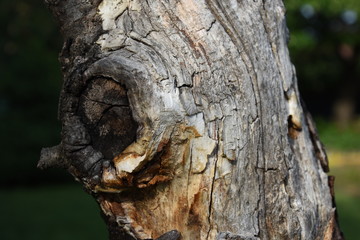 Obraz premium Old aged tree with natural cracks
