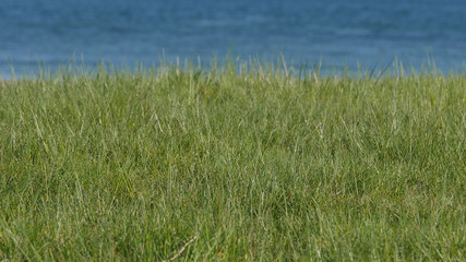 green grass and sea