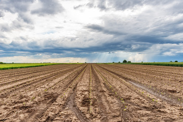 Fototapeta na wymiar Plowed agricultural field and clouds in the sky