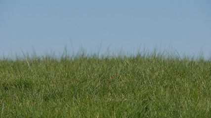 green grass and sky