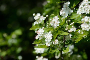 Beautiful white flowers of hawthorn on a sunny day close up