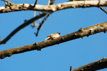 sparrow on a branch