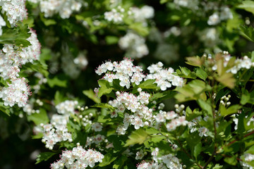 Beautiful white flowers of hawthorn on a sunny day close up