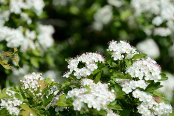 Beautiful white flowers of hawthorn on a sunny day close up