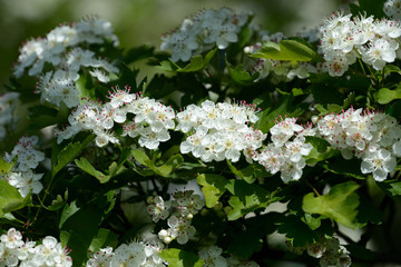 Beautiful white flowers of hawthorn on a sunny day close up