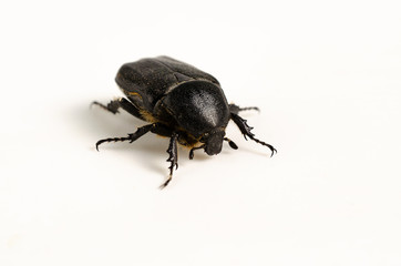black flying beetle from the grasses