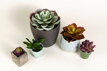 ornamental succulent plants in pot