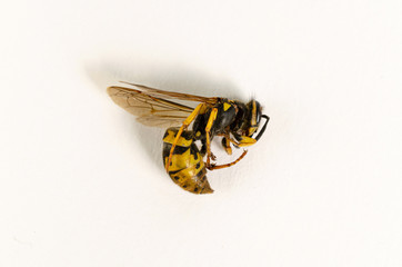 yellow flying insect of beehive bee wasp